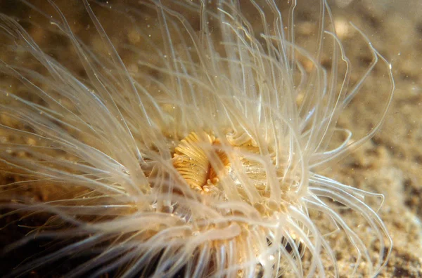 Mouth of anemone — Stock Photo, Image