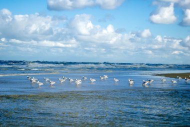 Sonbaharda mavi bir gökyüzü ile kuzey denizinde dalgaların önünde Martılar