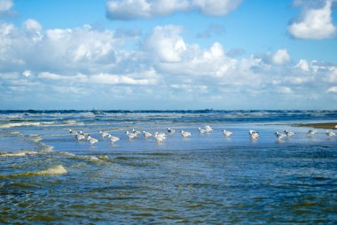 Sonbaharda mavi bir gökyüzü ile kuzey denizinde dalgaların önünde Martılar