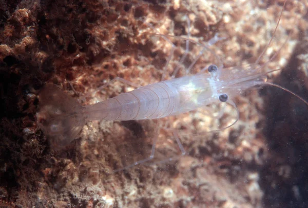 Walking shrimp — Stock Photo, Image