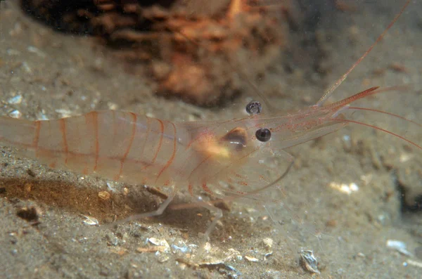 Walking shrimp — Stock Photo, Image