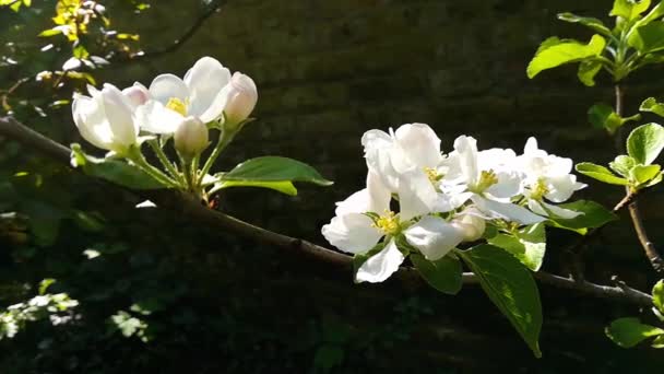 春季带背光的白苹果花枝特写 — 图库视频影像