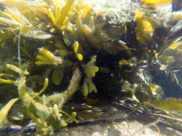 海藻在水之下 — 图库照片