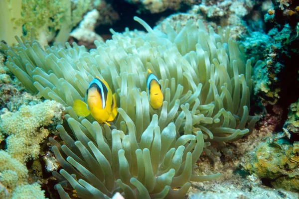 Two clownfishes in anemone — Stock Photo, Image