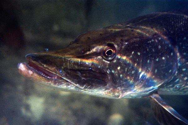 梭鱼在淡水中与黑色背景的对比 头上有阳光的反射 — 图库照片