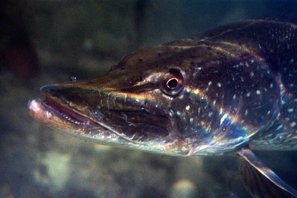 Closeup Pike Black Background Fresh Water Reflections Sun His Head — Stock Photo, Image