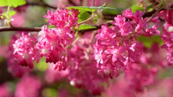 Close Ribes Sanguineum Moving Slowely Wind Backlight Springtime Backlight — Stock Video