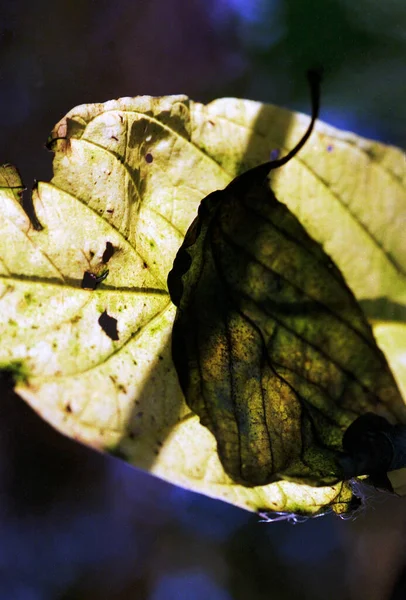 Zakrytí Podzimního Slunečního Svitu Předváděcí Žlábek Dva Listy Vytváří Různé — Stock fotografie