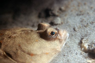 Cornwall 'da beyaz kumların üzerinde uzanan kameraya bakan bir torpil gözünün yakın çekimi.