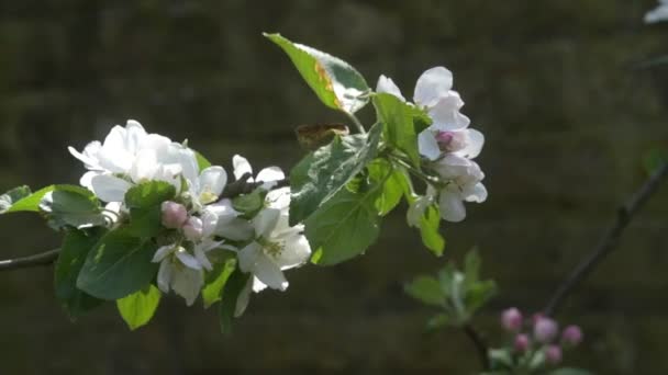 Langzame Beweging Van Een Close Van Een Witte Appelbloesem Wind — Stockvideo