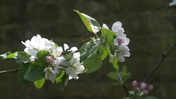 Langzame Beweging Van Een Close Van Een Witte Appelbloesem Wind — Stockvideo