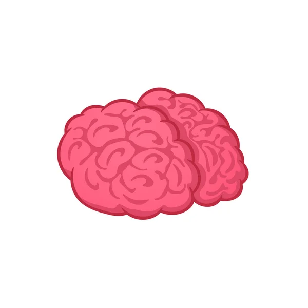 Menschliches Gehirn auf weißem Hintergrund, Vektorillustration, Cartoon — Stockvektor