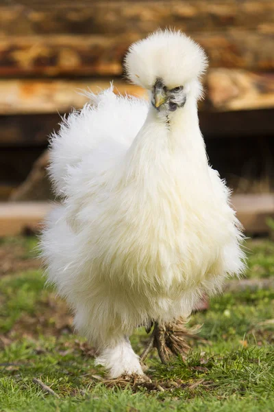 Ugly chicken on the farm
