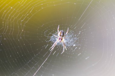Bir örümcek web üzerinde