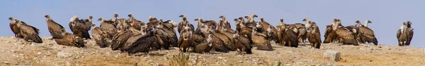 Grupo de abutres posou — Fotografia de Stock