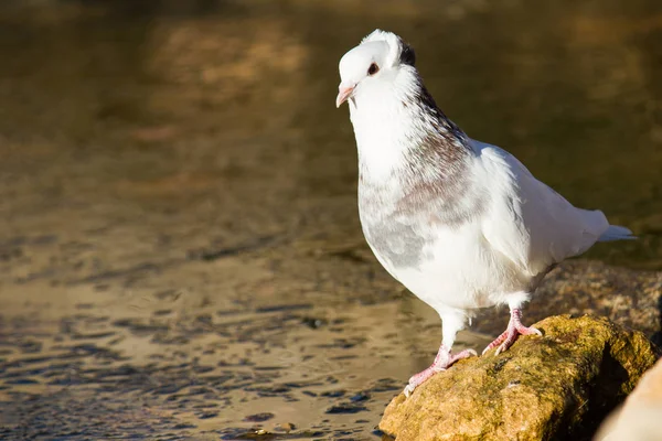 Pigeon by the river