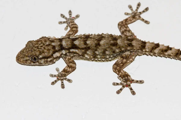 Gecko Der Wand — Stockfoto