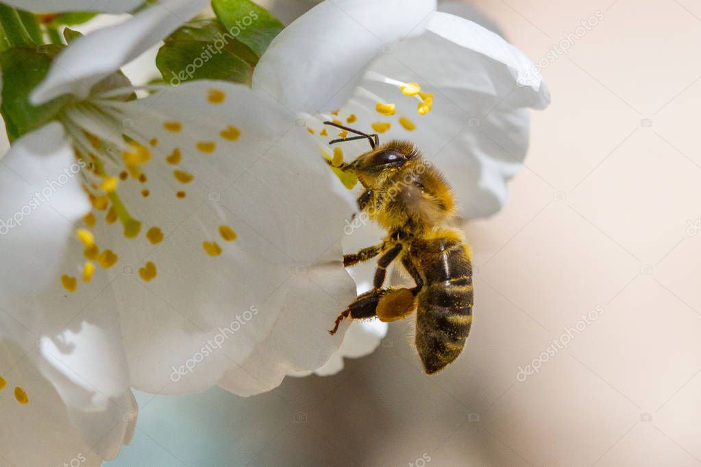 A honey bee working