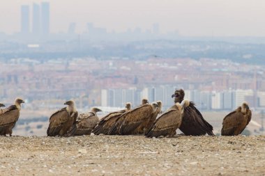 Grup akbabalar şehir