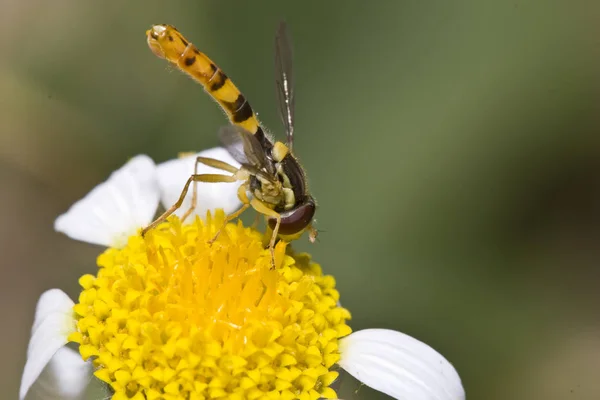 bir syrphid bir çiçek üzerinde