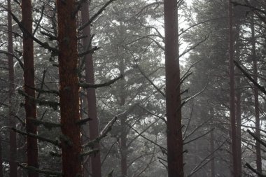 bir orman oluşturmak için