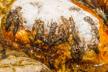 kayalar üzerindeki plecpter exuvia