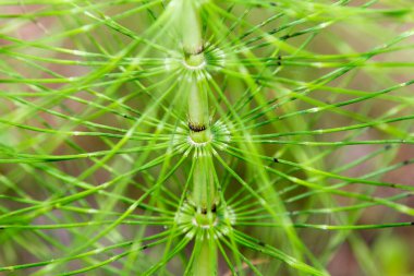 Milyonlarca yıldır var olan bir nehir kıyısı fabrikası.