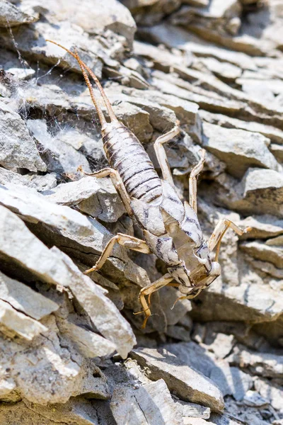 Exuvia Plecpter Sobre Rocas — Foto de Stock