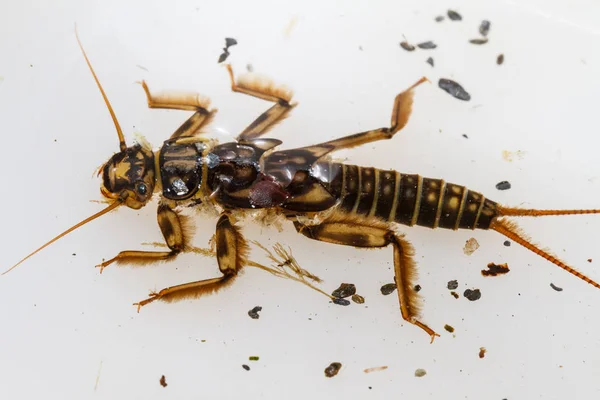 Perle Plecoptera Larve Detail — Stockfoto