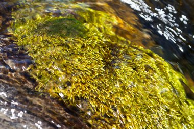 Bir nehrin altında yosun.