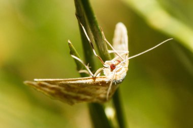 Yeşil arka planda kırmızı gözlü kelebek