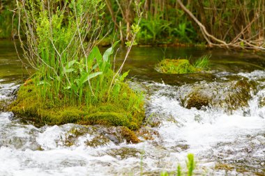 Nehirlerdeki bitki örtüsü