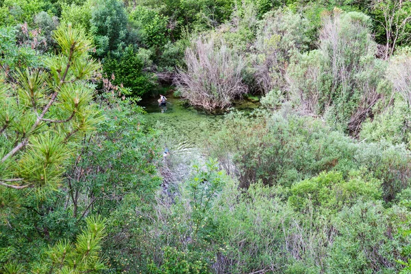 Die Vegetation Den Flüssen — Stockfoto