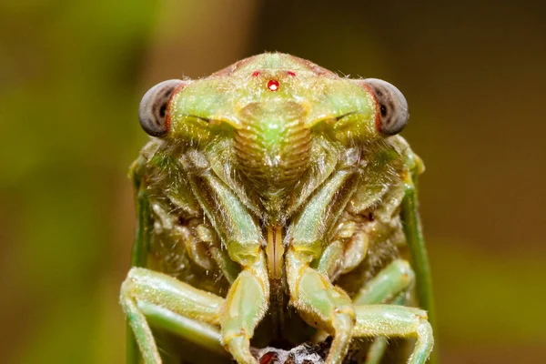 Ung Cikada Precis Exuvia — Stockfoto