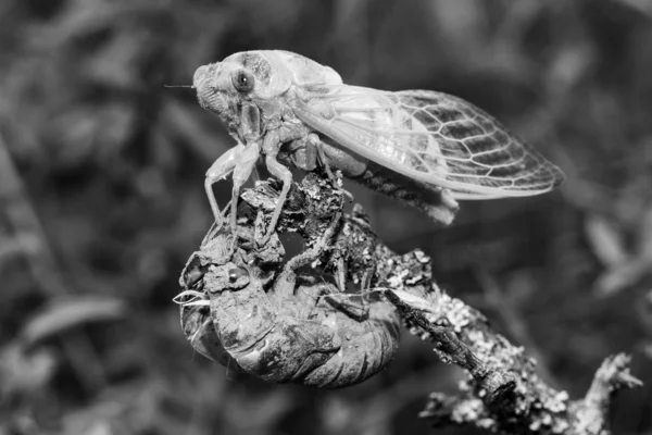 Junge Zikade Auf Eigene Faust — Stockfoto