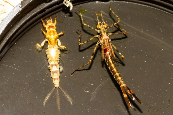 Ephemera danica (Ephemeroptera: Ephemeridae) ve Calopteryx sp. (Odonata: Calopterygidae) Nemf