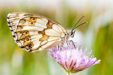 bir çiçek üzerinde kahverengi kelebek