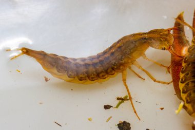 Dytiscus, sempatik yetişkin, güçlü çeneli peri.