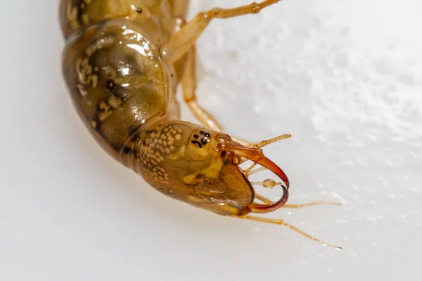 Dytiscus Sympathischer Erwachsener Nymphe Mit Kräftigen Kiefern — Stockfoto