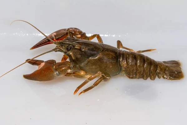 Pacifastacus Leniusculus Signal Crab Invasive Species Spain 스톡 이미지