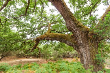 the branches of a big tree