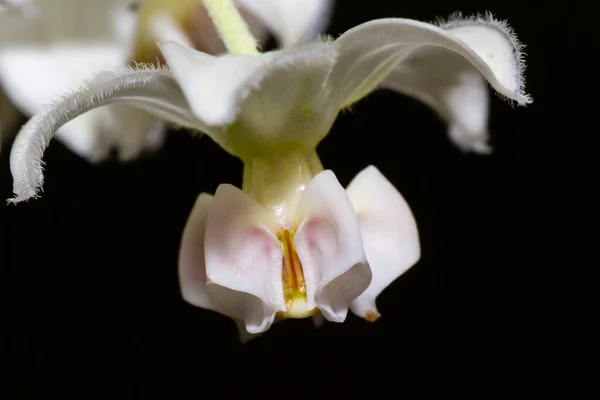 Fleur Blanche Sur Fond Noir — Photo