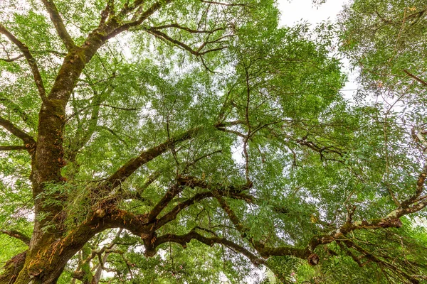 the branches of a big tree