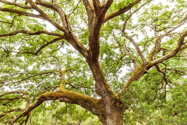 the branches of a big tree