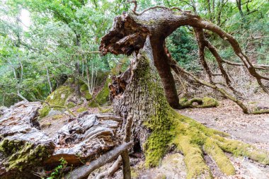 fallen tree among a lot of moss