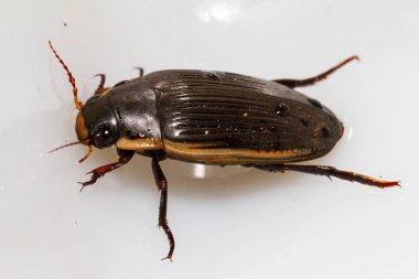 river beetle in petri dish