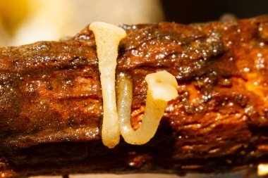 Bir dalda büyüyen küçük mantar.