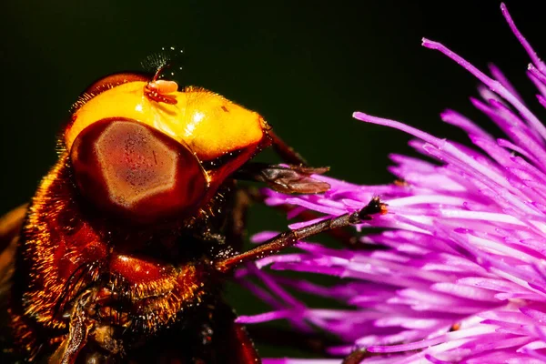 Closeup Purple Blooming Sirfido — Stock Photo, Image