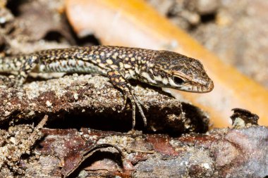 Kertenkelenin başına yakın plan.