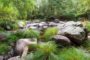 Kayaları ve temiz suyu olan bir dağ nehri.